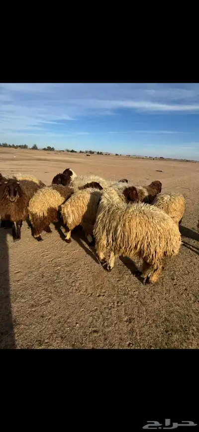 رخال جذعات مضاريع 7