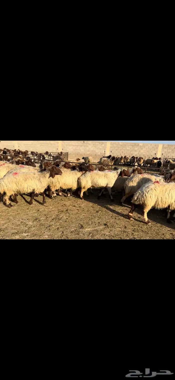 غنم نعيم دفيع 2