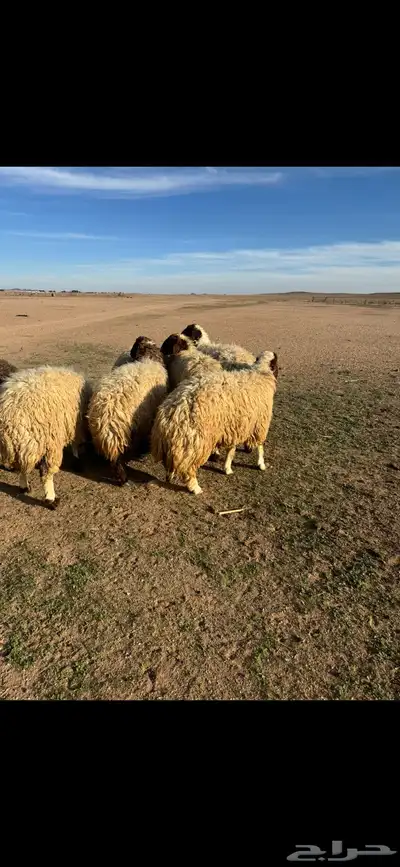 رخال جذعات مضاريع 5