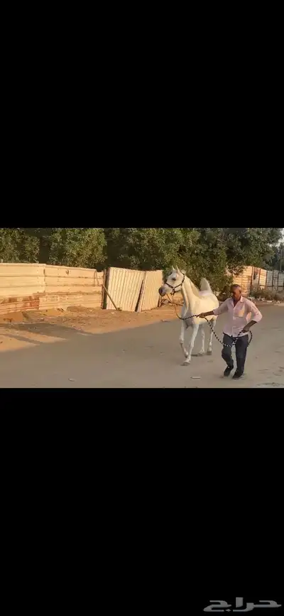 فرس واهو 1