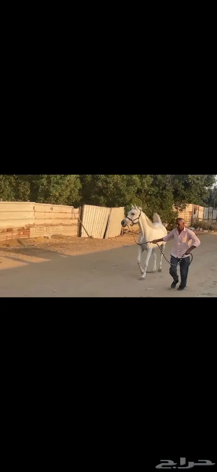 فرس واهو 1