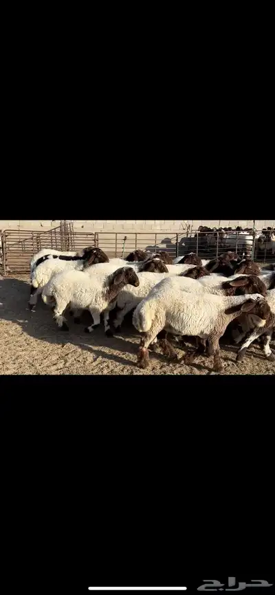 جذعات نعيم فاخره 3
