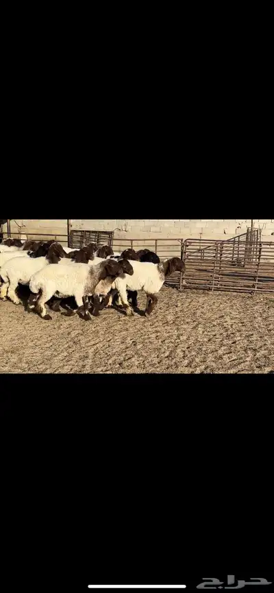 جذعات نعيم فاخره 5