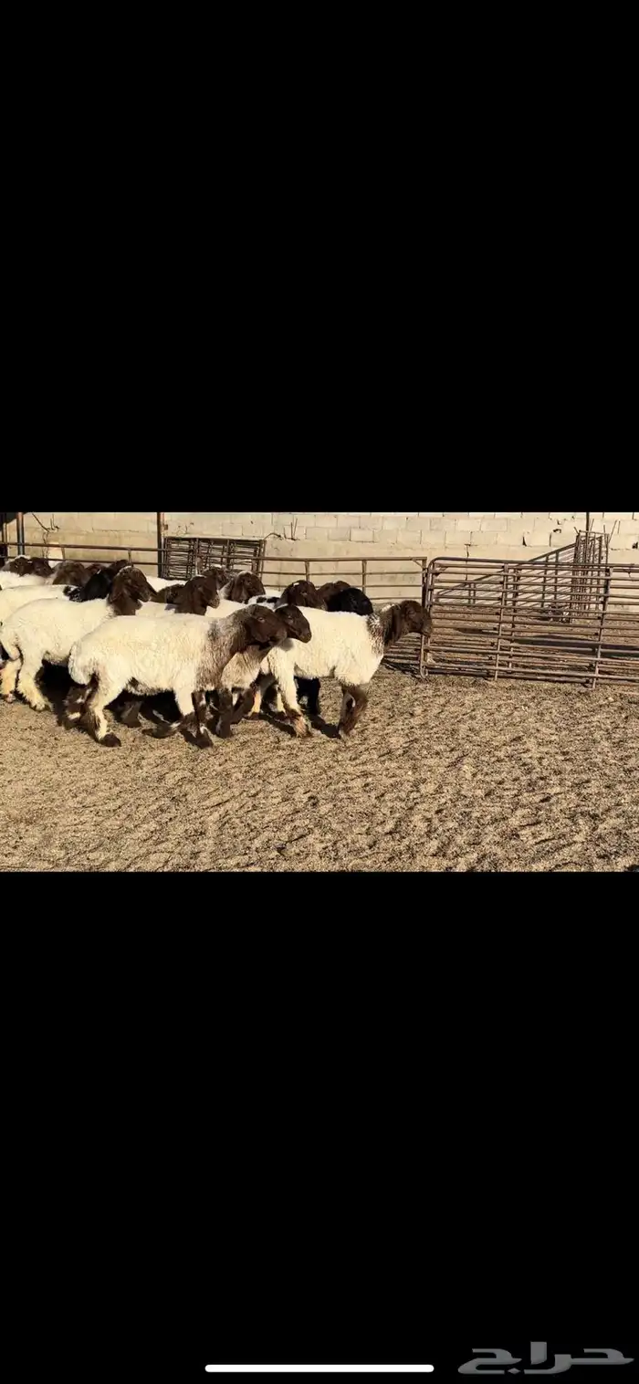 جذعات نعيم فاخره 5