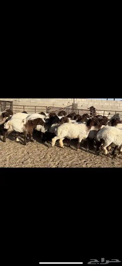 جذعات نعيم فاخره 0