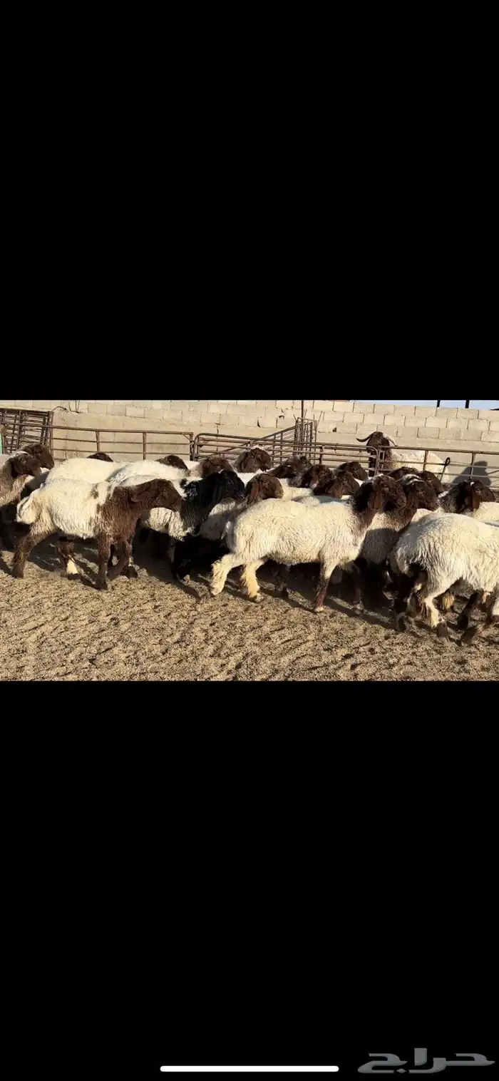 جذعات نعيم فاخره 0