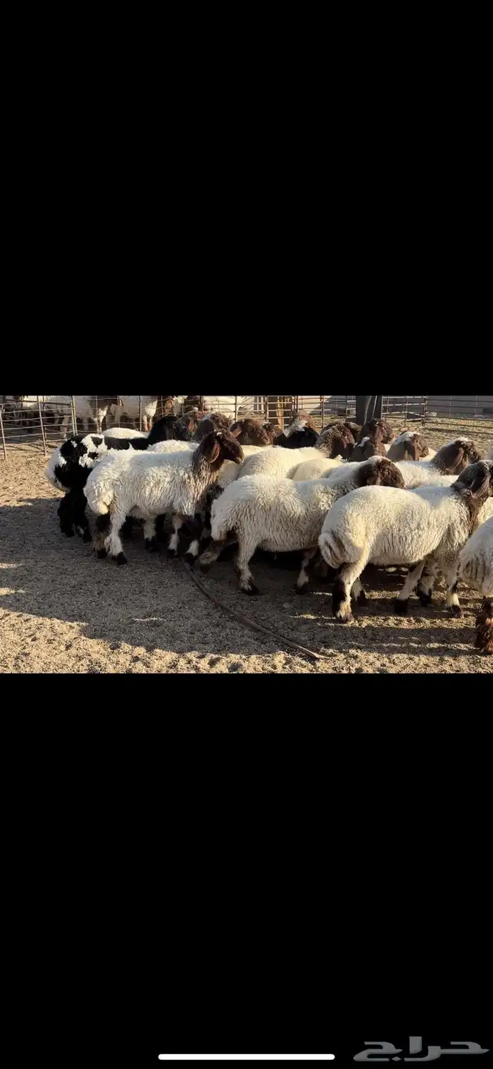 جذعات نعيم فاخره 2