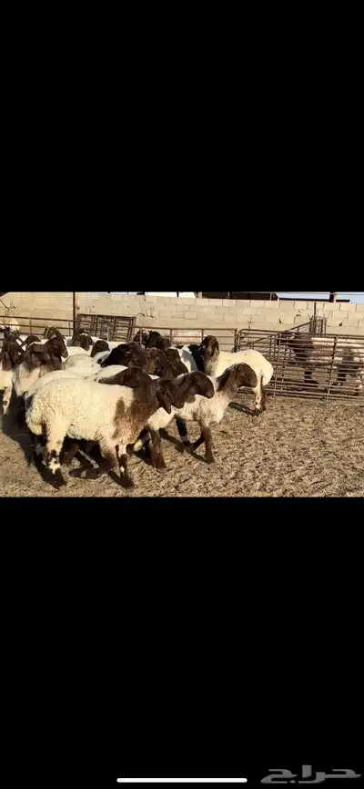 جذعات نعيم فاخره 1