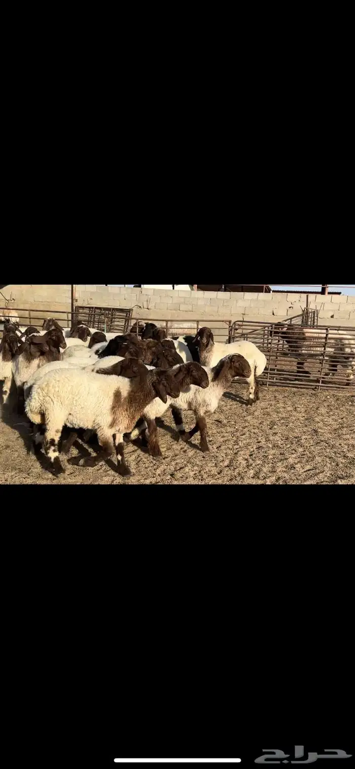 جذعات نعيم فاخره 1