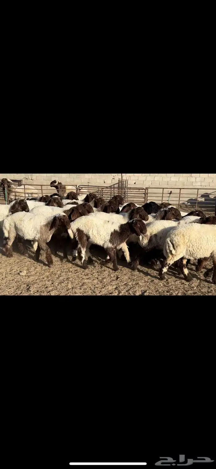 جذعات نعيم فاخره 4