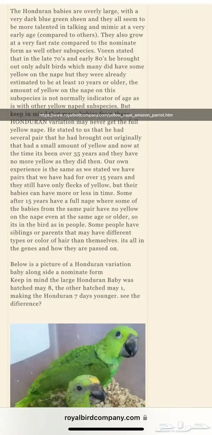 معلومات ونقاش عن ببغاء اليلوناب 14