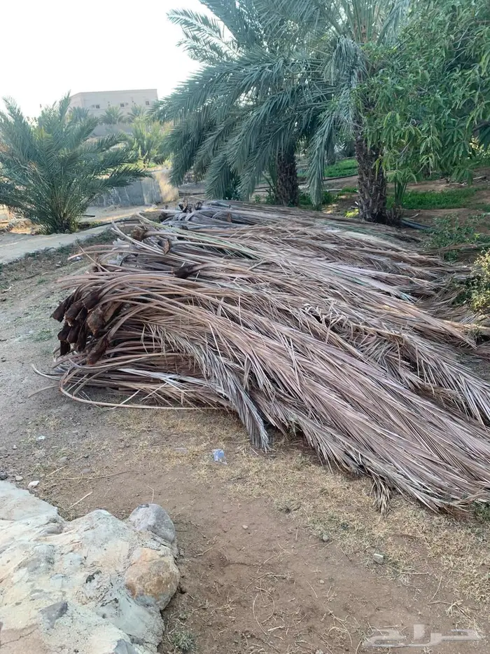 سعف نخل او صريف نخل 3