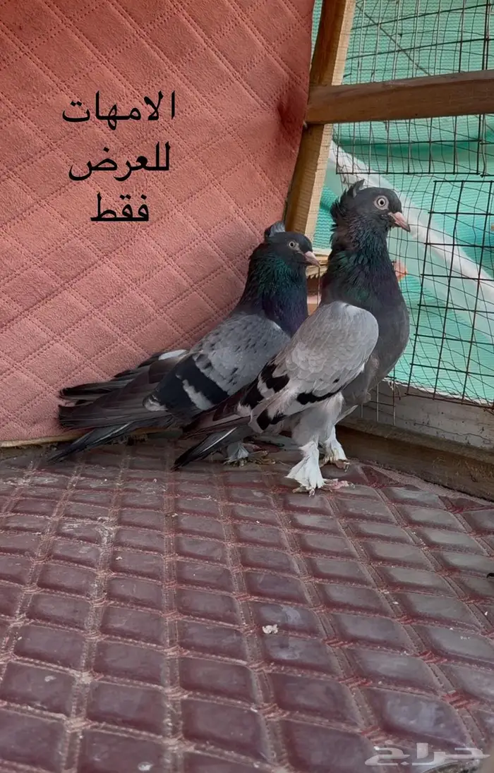 للبيع اتراك حرميات توب التوب 6