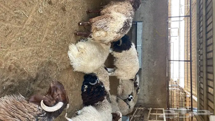 ملحمة أنعام البركة العطاء 16