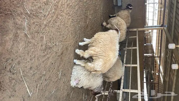 ملحمة أنعام البركة العطاء 17