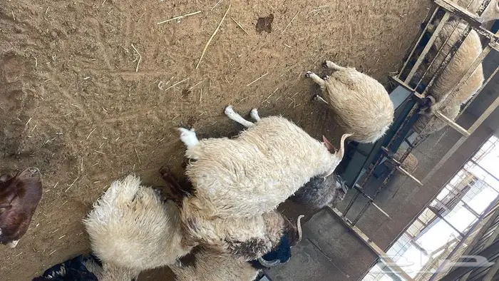 ملحمة أنعام البركة العطاء 18