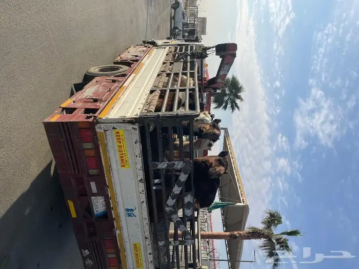 ملحمة أنعام البركة العطاء 19