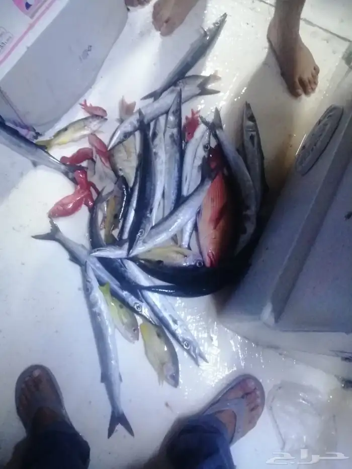 رحلات صيد وبياضة كاستنج شباب وعوائل باي وقت 28
