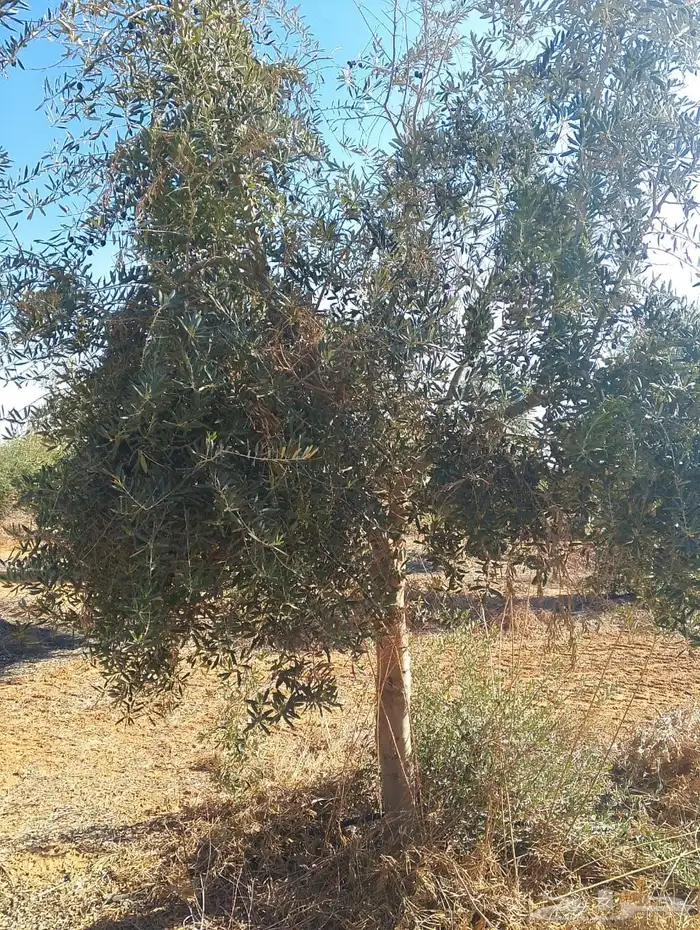اشجار زيتون 8