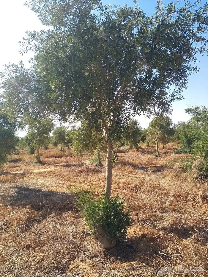 اشجار زيتون 4