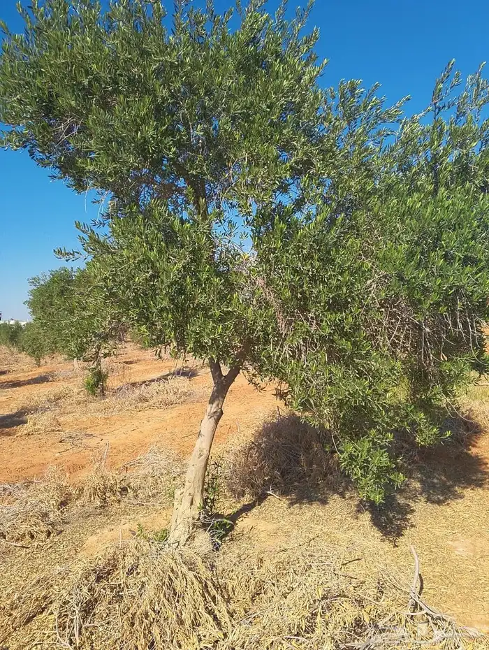 اشجار زيتون 2