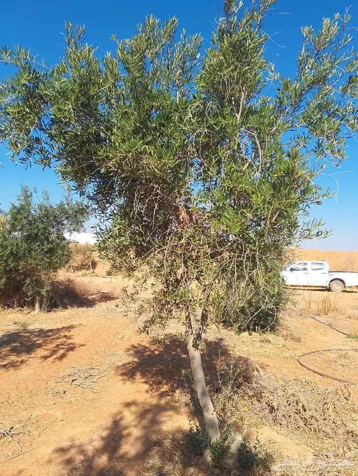 اشجار زيتون 5