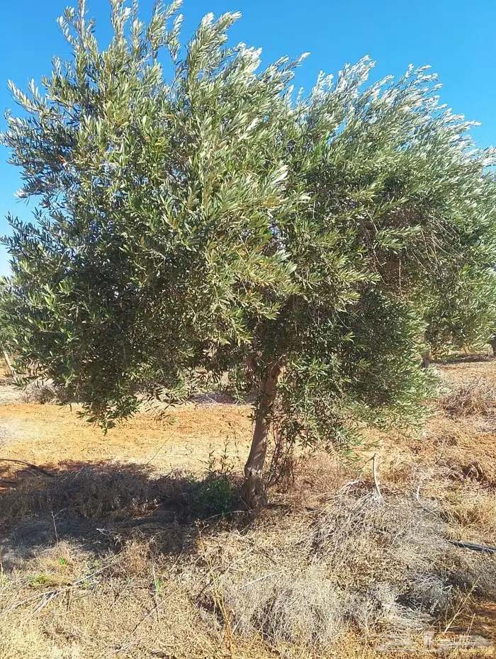 اشجار زيتون 6