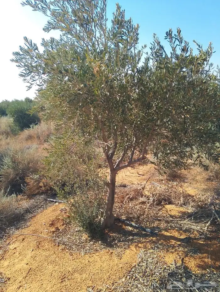 اشجار زيتون 1