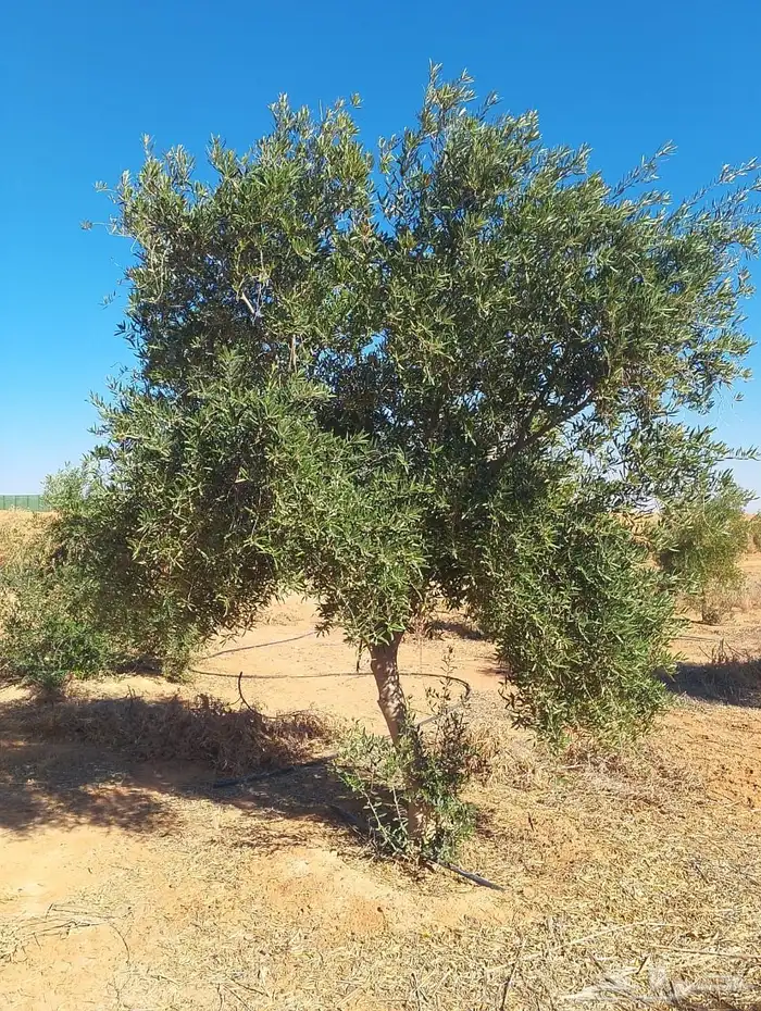 اشجار زيتون 7