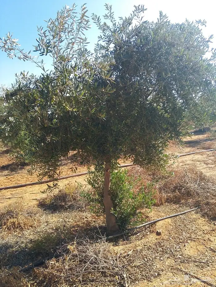 اشجار زيتون 0