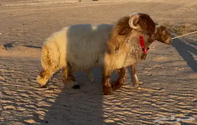 جذع نعيم صنف 2