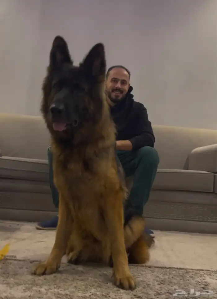 مدرب كلاب 6