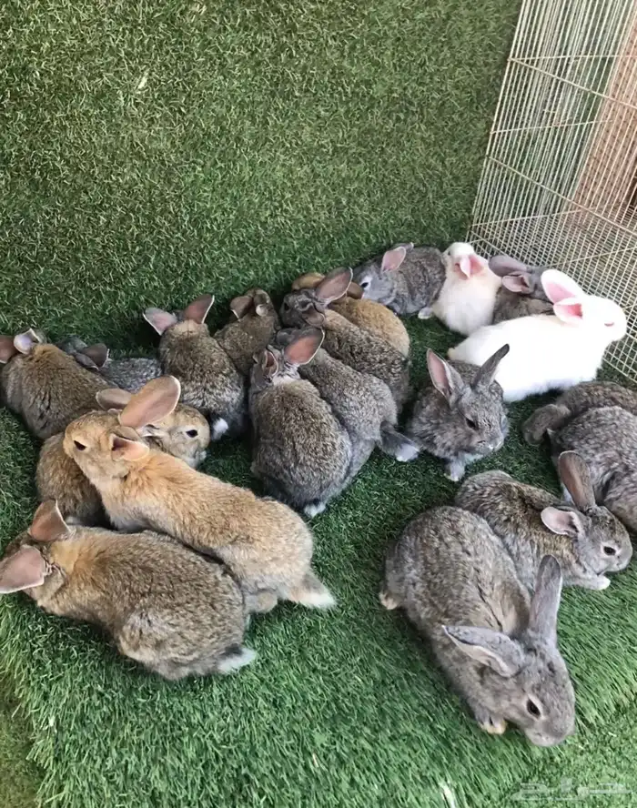 انتاج ارانب الشنشيلا العملاق 0