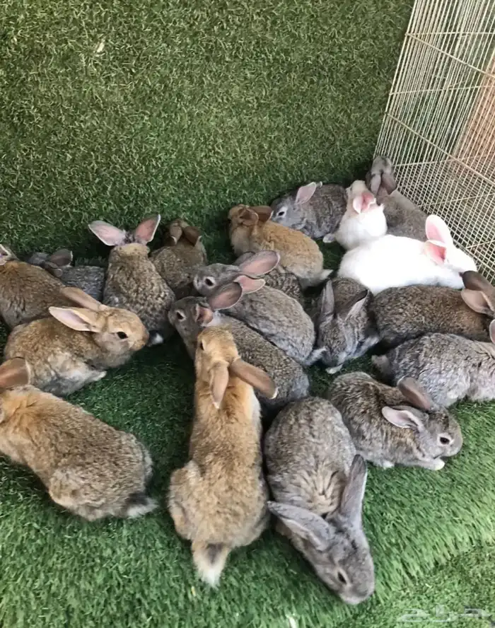 انتاج ارانب الشنشيلا العملاق 2