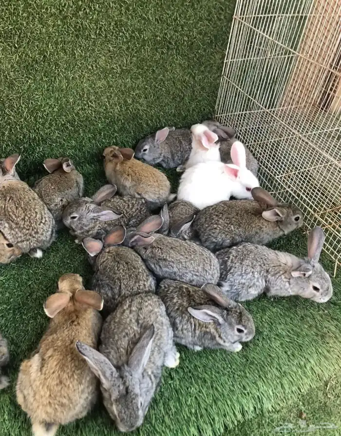 انتاج ارانب الشنشيلا العملاق 1