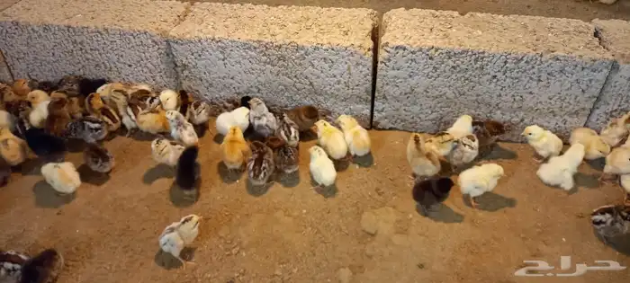 صوص بلدي 9
