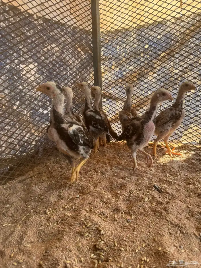 فروخ شامو ياباني 0