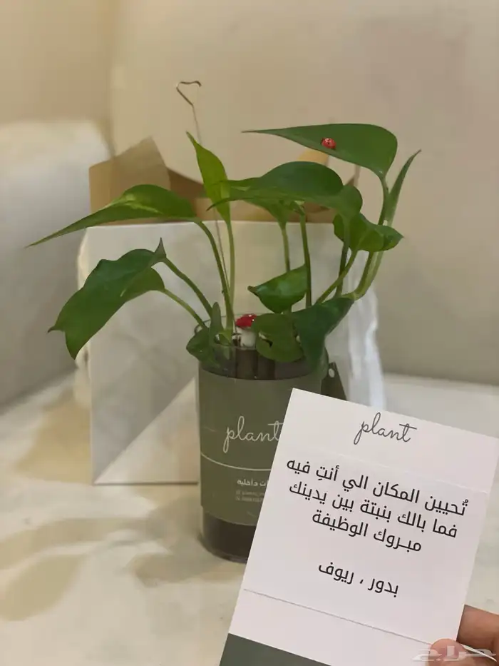نباتات داخلية   تنسيق هدايا نباتات داخلية 0