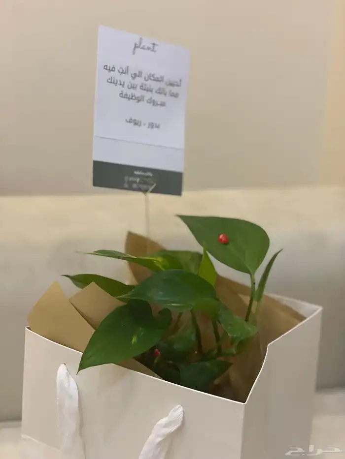 نباتات داخلية   تنسيق هدايا نباتات داخلية 1