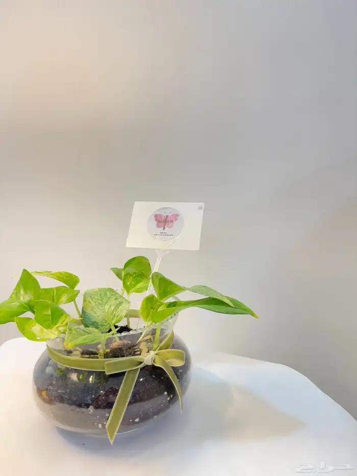 هدايا نبات بسعر رمزي وتوصيل مجاني داخل الدمام 2