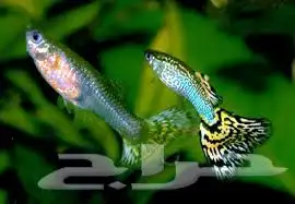 سمك زينه و احجام عديده في اسعار جمله و أسعار تفريد 0