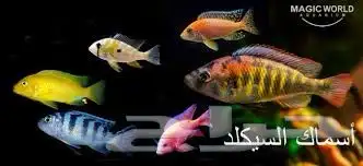 سمك زينه و احجام عديده في اسعار جمله و أسعار تفريد 2