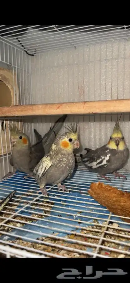 كروان(باقي زوج)  تم البيع 1