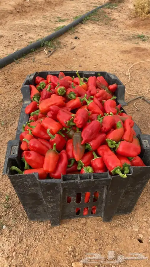 بذار حبحر شقرا 1
