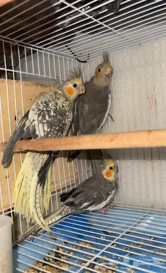 كروان(باقي زوج)  تم البيع 0