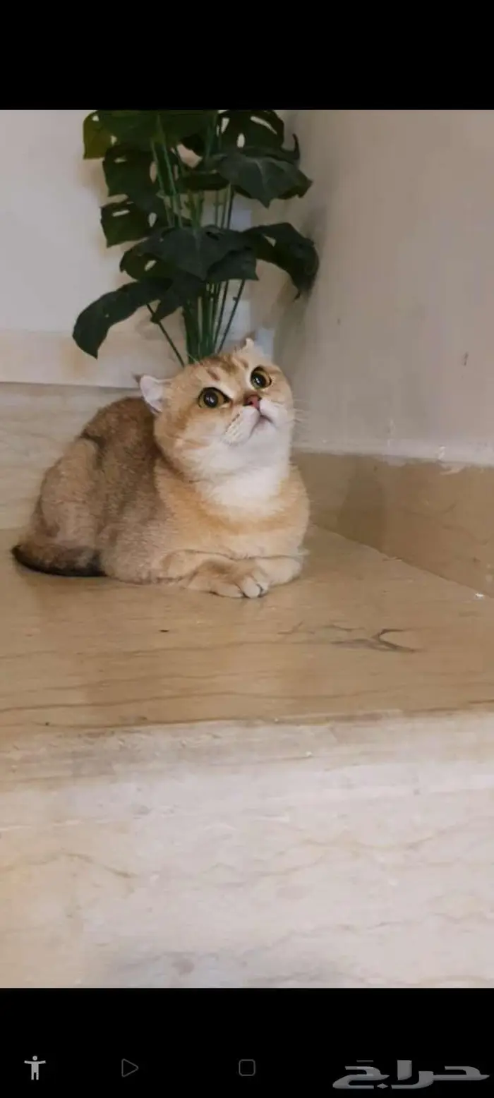 قطط سكوتش وبرتش بيور للبيع 5