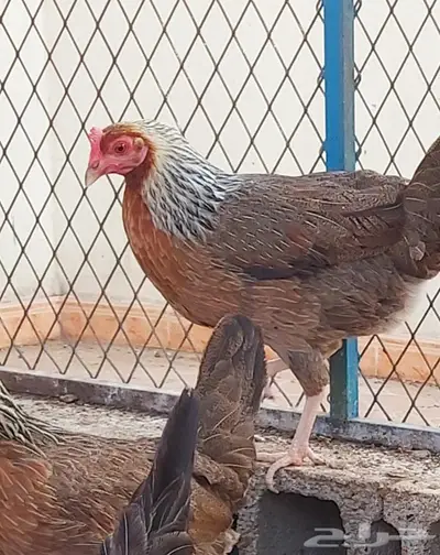 بيض دجاج عربي ترثه شوكي 1
