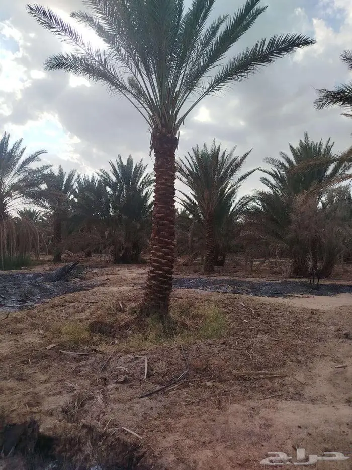 لدينا جميع انواع النخيل المثمره لتواصل 6