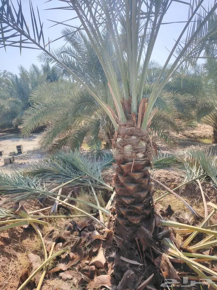 لدينا جميع انواع النخيل المثمره لتواصل 4