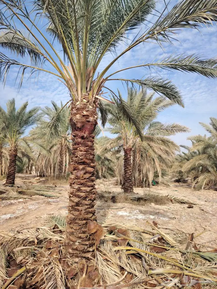 لدينا جميع انواع النخيل المثمره لتواصل 1